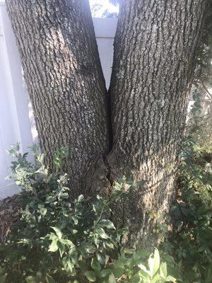 Crack in first tree.