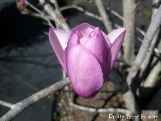 Japanese Magnolia Bloom