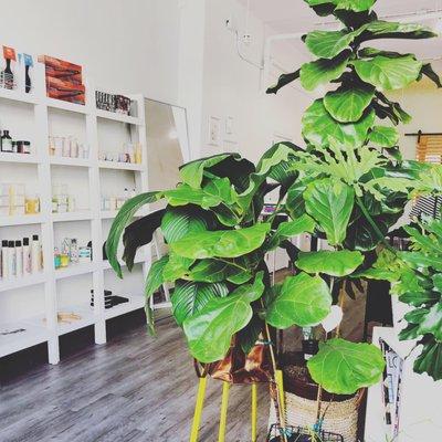 Inside of her salon