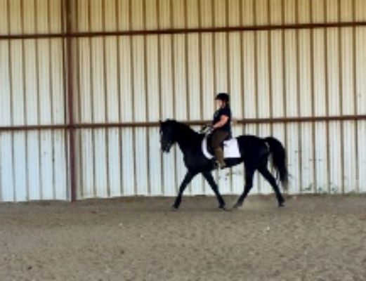 Beth riding A very nice half Friesian half Morgan