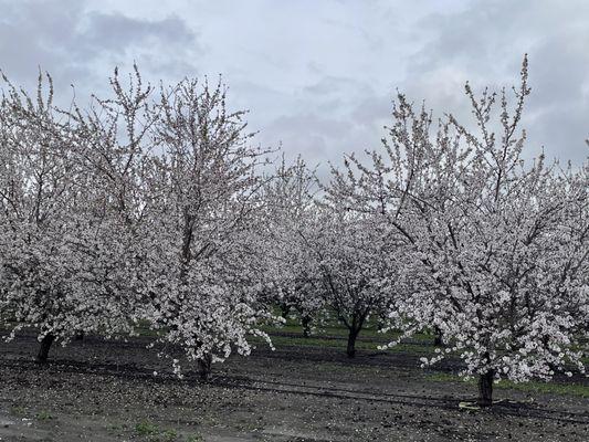 Almond flowers