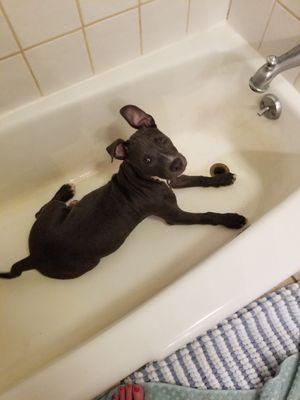 Eva getting a bath before going to see her favorite vet at Lakeway Veterinary Clinic!