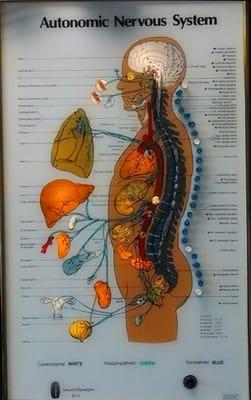 After your adjustment, Dr. Bambi may lead you here to show what organs and muscles are affected by the misplacement causing p...