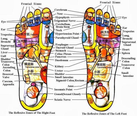 Foot Reflexology Mapping