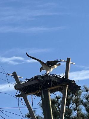 Osprey!