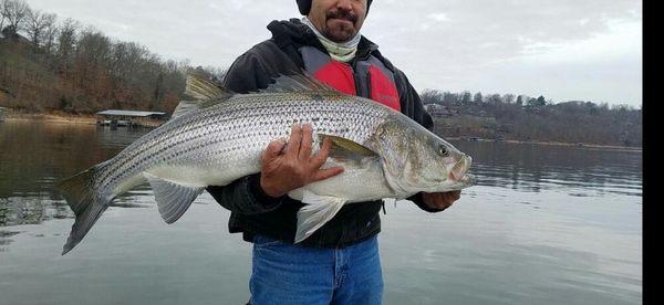 Big 1's Striper Guide