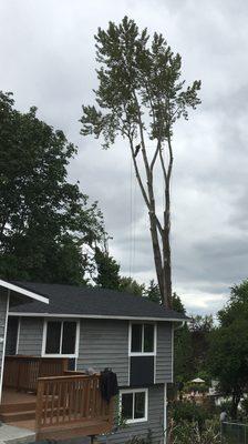 Cottonwood tree removal