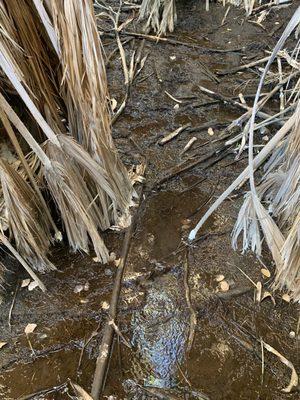 Coachella Valley National Wildlife Refuge