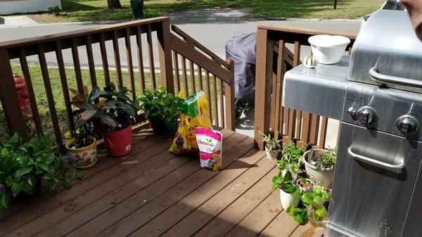 Our indoor plants getting sunshine and Osmocote Plus food. New potting soil.