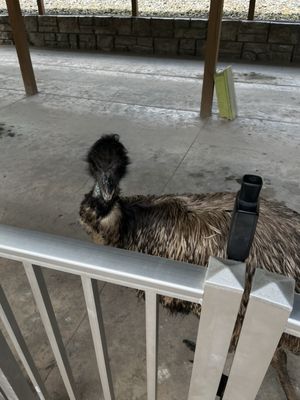 Emu