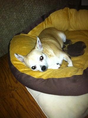 August 2011 - A happy, healthy Chihuahua!