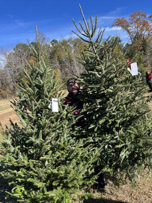 2 Perfect Fraser Firs - one on left was $100, right was $125