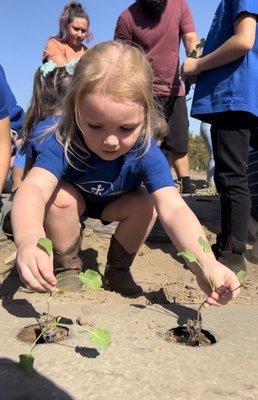 Planting broccoli on the field trip!