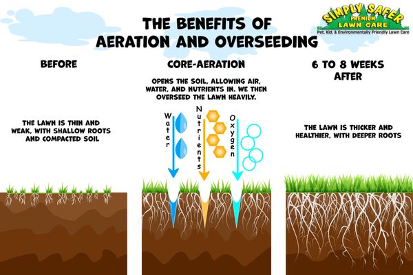 Aeration and overseeding is the best way to keep your lawn healthy and thick, schedule your's for this early fall