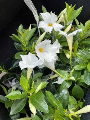 Mandevilla flowers from the Garden section.