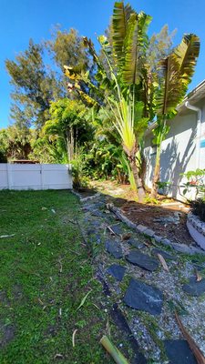 Side after everything  was trimmed. 3 trunks off of travelers palm and  dead fronds too high for me to trim.