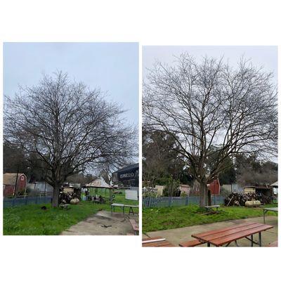 Town & Country Tree Care Service