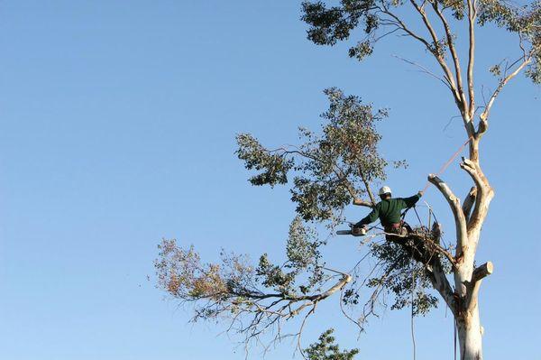 Tree trimming and tree care in action