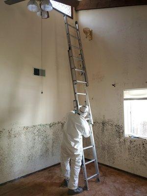 Mold remediation