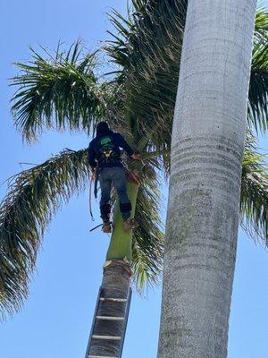 Royal Palm Tree Trimming