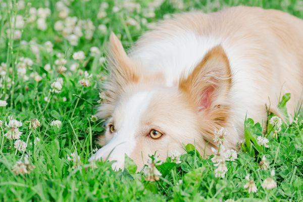 A border collie crouches in the grass during a pet photography session.