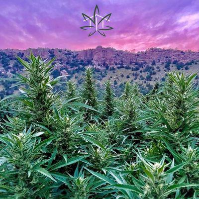 Gila River Organics flower is in the house! If you're looking for a new favorite strain... Gila River Organics, spectacular choice!