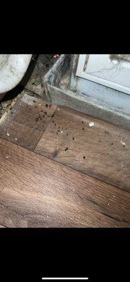 Droppings after just being cleaned 1 week prior