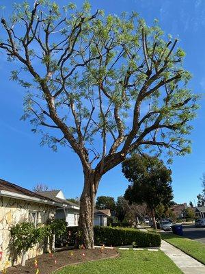 Two Pines Landscape & Tree Service