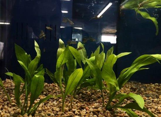 Freshwater Amazon Sword Plant