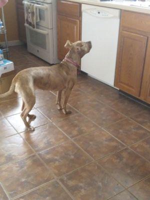 Honey waiting patiently for her meal an hour before her dinner time.