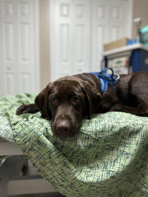 Pup after laser therapy treatment