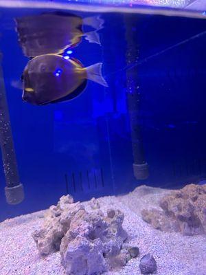 Powder brown tang