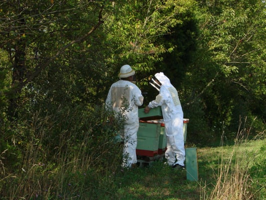 Honey harvest.