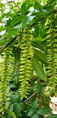 Pterocarya Stenoptera, Chinese Wingnut