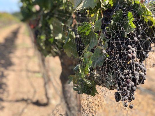 Vineyard for miles