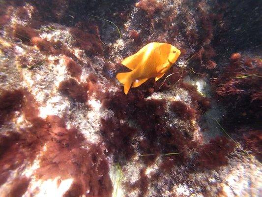 Local Garibaldi fish