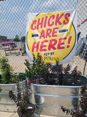 Yah for chicks!