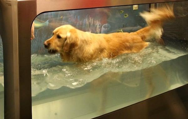 Underwater treadmill