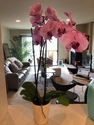 Beautiful orchid from Rodriguez Farms