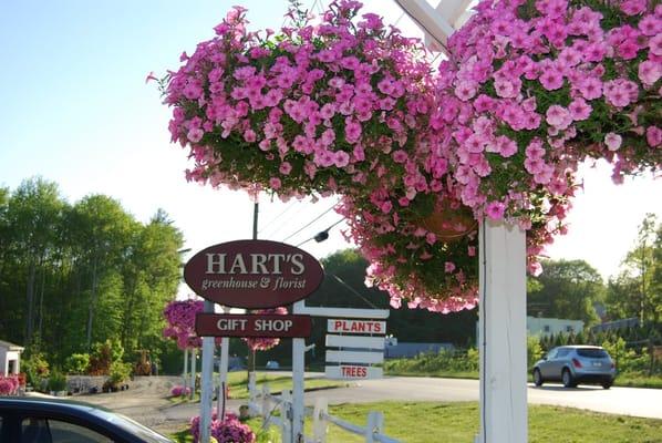 Our signature Pink Supertunias baskets