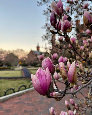 Smithsonian Institution