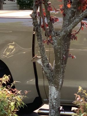 Squirrel holding on tight to the tree.