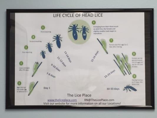 The lifecycle of lice at the Katy location.  So thankful they could check and clear our heads!!!