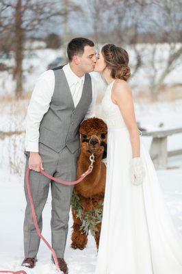 Winter wedding in Northport, MI with an alpaca.