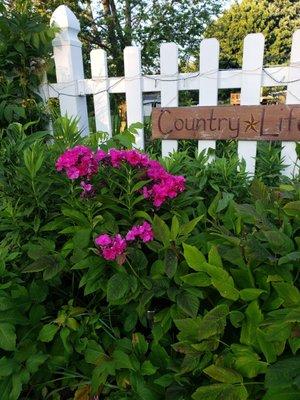 Pink phlox