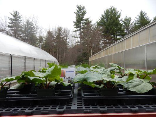 Punch Brook Farm Greenhouses