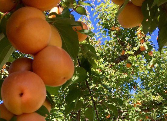 U-pick season Again! Annie's Happy farm, they have the best apricots! Very tasty!