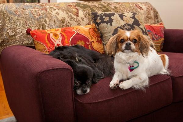 Angel and Miko, Nova Luna Center's Therapy Dogs and Mascots