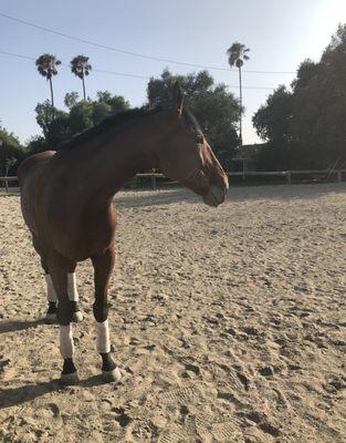 Pie catching some rays in the main arena.