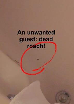 Small but a roach nonetheless lay dead in my room's hot tub.